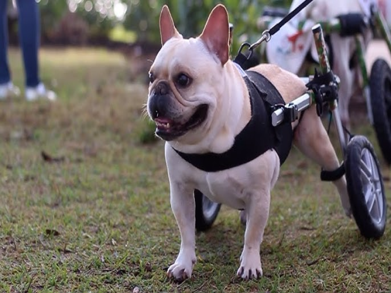 Assistive Devices for Senior French Bulldogs