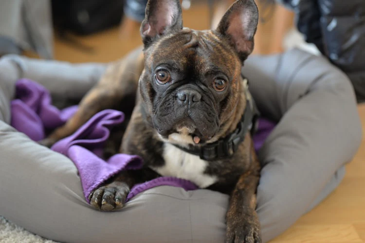 A Loving Guide to Making Arrangements for Your Frenchie