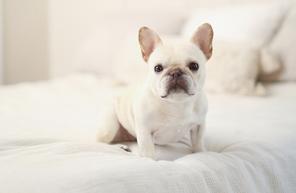 Hospice Care for French Bulldogs