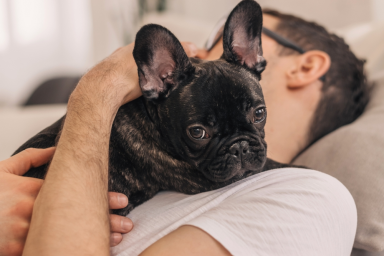 Hospice Care for French Bulldogs