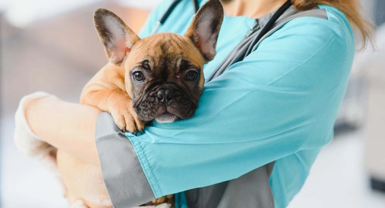 Euthanasia for French Bulldogs