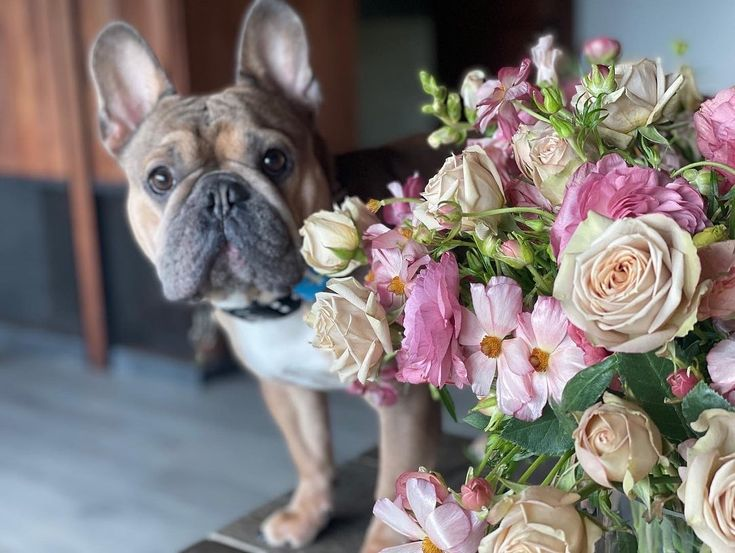 A Loving Guide to Making Arrangements for Your Frenchie