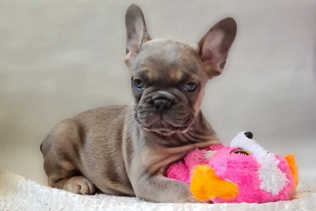 Coping with the Loss of Your French Bulldog